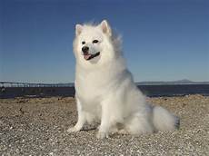 Fluffy Coat